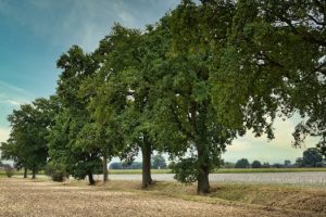 Nova obećana zemlja za Balkance: Prosječna plata 4.500 eura, a to nije sve - content image