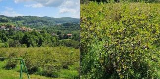 Vlasnik plantaže u BiH daje aroniju besplatno: "Neka narod dođe i bere, kapiju ostavljam otvorenu" - featured image
