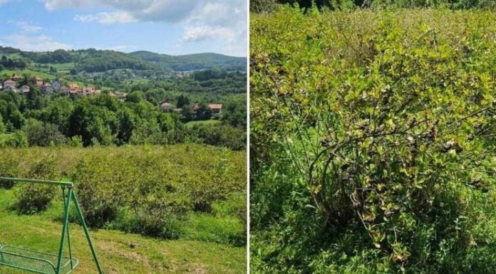 Vlasnik plantaže u BiH daje aroniju besplatno: "Neka narod dođe i bere, kapiju ostavljam otvorenu" - featured image