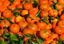 Žuta Neretva, malo ruku, a dnevnica 120 KM: Ko će brati mandarine? - featured image