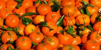 Žuta Neretva, malo ruku, a dnevnica 120 KM: Ko će brati mandarine? - featured image
