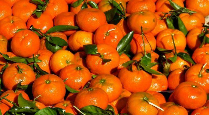 Žuta Neretva, malo ruku, a dnevnica 120 KM: Ko će brati mandarine? - featured image