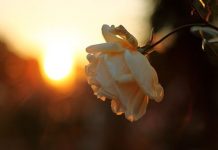 Ovim ćeš najviše obradovati Uzvišenog Allaha - N-UM.com - featured image
