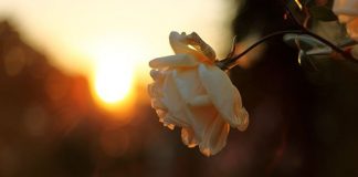 Ovim ćeš najviše obradovati Uzvišenog Allaha - N-UM.com - featured image