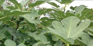 Prirodni inzulin: Čaj od ovih listova topi šećer i masti! - featured image