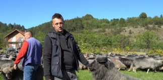 Napustio Švicarsku nakon 40 dana i vratio se svojim ovcama u BiH (VIDEO) - featured image