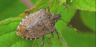 Efikasni savjeti za borbu protiv smrdibuba: Načini za zaštitu doma i vrta od ovih štetočina - featured image