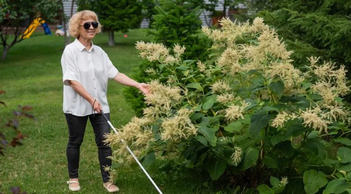 Prevarom šokirala sve: 28 godina se pravila da je slijepa iz bizarnog razloga Prevarom šokirala sve: 28 godina se pravila da je slijepa iz bizarnog razloga - featured image