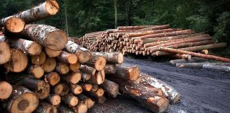 Težak udarac sudbine: Čovjeka drvo pogodilo u glavu i ubilo na mjestu - featured image