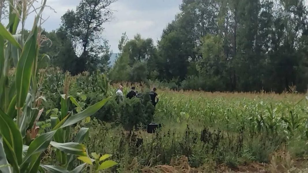 Djed (82) ubio komšiju zbog kukuruza? Tijelo zamotao u najlon i bacio u šumu - featured image