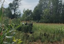 Djed (82) ubio komšiju zbog kukuruza? Tijelo zamotao u najlon i bacio u šumu Djed (82) ubio komšiju zbog kukuruza? Tijelo zamotao u najlon i bacio u šumu - featured image