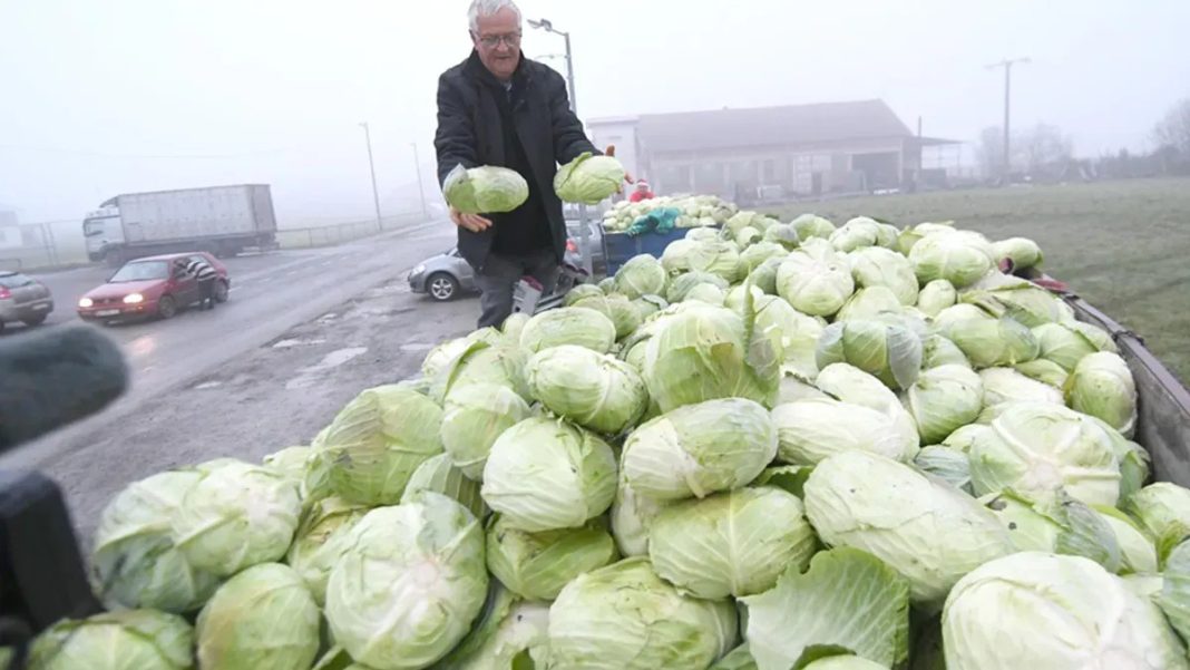 Ogorčeni poljoprivrednik besplatno podijelio 10 tona kupusa: Nikada gora godina - featured image