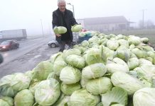 Ogorčeni poljoprivrednik besplatno podijelio 10 tona kupusa: Nikada gora godina Ogorčeni poljoprivrednik besplatno podijelio 10 tona kupusa: Nikada gora godina - featured image