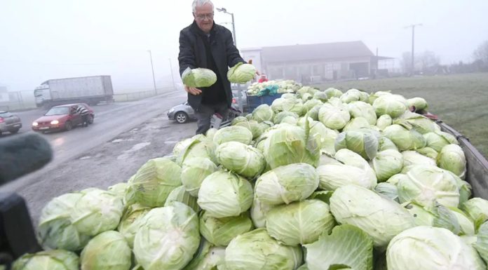 Ogorčeni poljoprivrednik besplatno podijelio 10 tona kupusa: Nikada gora godina Ogorčeni poljoprivrednik besplatno podijelio 10 tona kupusa: Nikada gora godina - featured image