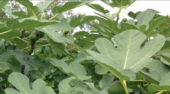 Prirodni inzulin: Čaj od ovih listova topi šećer i masti! Prirodni inzulin: Čaj od ovih listova topi šećer i masti! - featured image