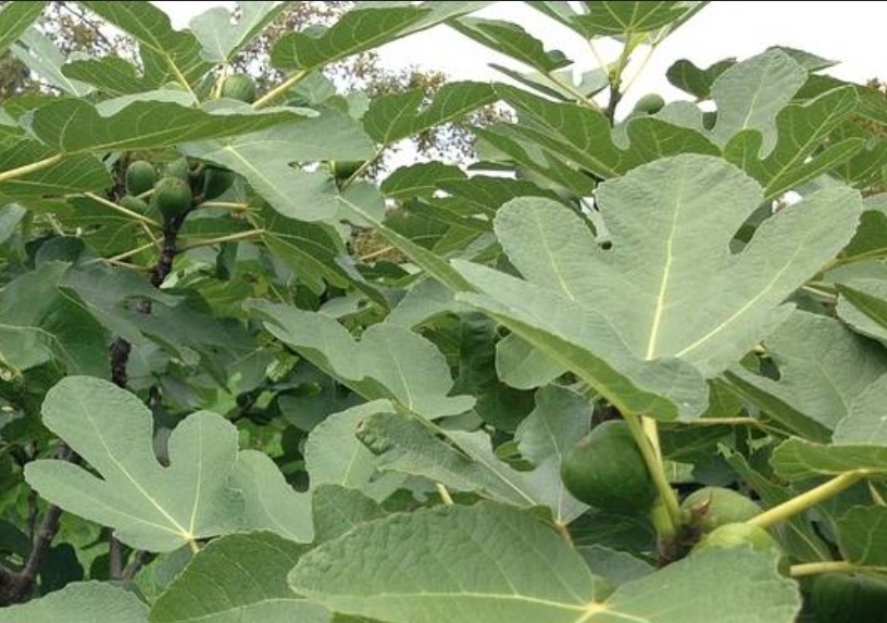 Prirodni inzulin: Čaj od ovih listova topi šećer i masti! - featured image Prirodni inzulin: Čaj od ovih listova topi šećer i masti! - featured image