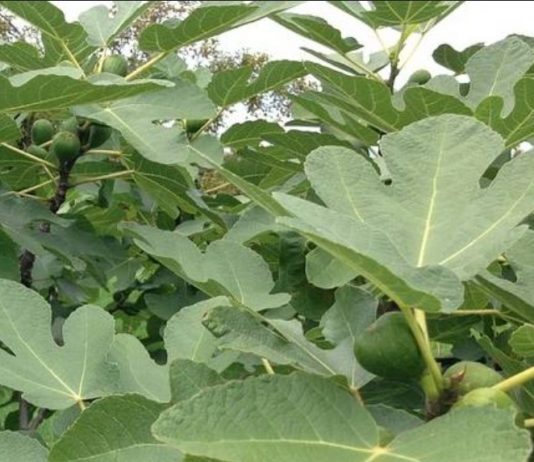 Prirodni inzulin: Čaj od ovih listova topi šećer i masti! - featured image