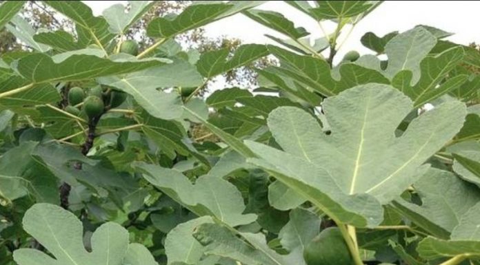 Prirodni inzulin: Čaj od ovih listova topi šećer i masti! Prirodni inzulin: Čaj od ovih listova topi šećer i masti! - featured image