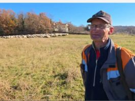 Halir iz Zenice otišao u Široki da čuva ovce: Ispod 2.000 KM se ne isplati