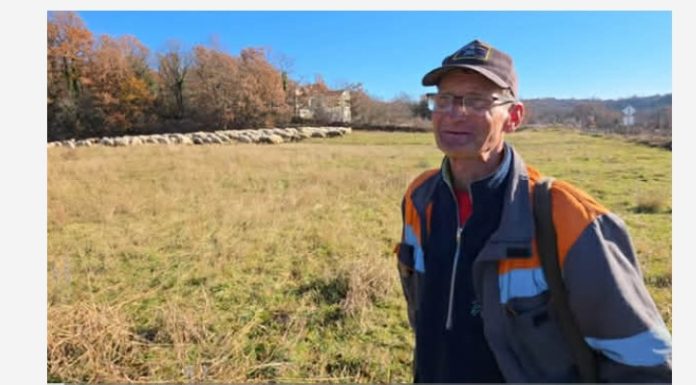 Halir iz Zenice otišao u Široki da čuva ovce: Ispod 2.000 KM se ne isplati