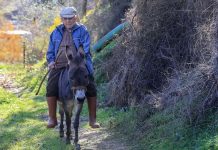 Slijepi djed Raif već 24 godine se kreće zahvaljujući svom magarcu: Postao je moje oči i uši Slijepi djed Raif već 24 godine se kreće zahvaljujući svom magarcu: Postao je moje oči i uši - featured image