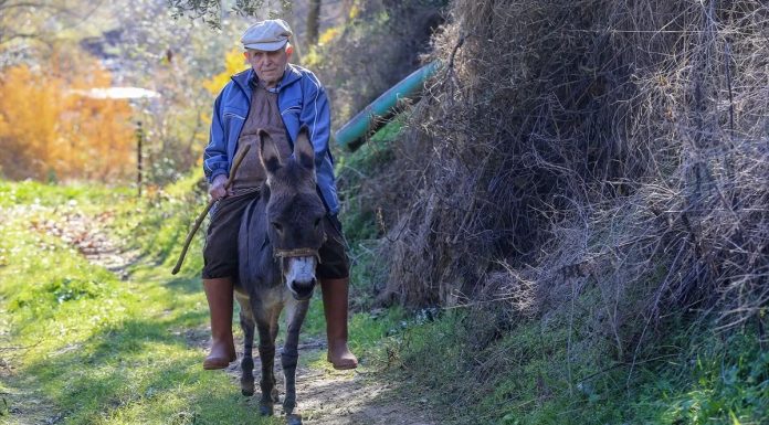 Slijepi djed Raif već 24 godine se kreće zahvaljujući svom magarcu: Postao je moje oči i uši Slijepi djed Raif već 24 godine se kreće zahvaljujući svom magarcu: Postao je moje oči i uši - featured image