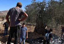 Svjedočanstvo porodice iz Gaze: Izrael je pokušao uništiti njihova stabla maslina, suprostavili se Svjedočanstvo porodice iz Gaze: Izrael je pokušao uništiti njihova stabla maslina, suprostavili se - featured image