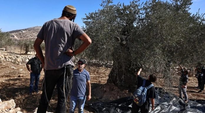 Svjedočanstvo porodice iz Gaze: Izrael je pokušao uništiti njihova stabla maslina, suprostavili se Svjedočanstvo porodice iz Gaze: Izrael je pokušao uništiti njihova stabla maslina, suprostavili se - featured image