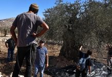 Svjedočanstvo porodice iz Gaze: Izrael je pokušao uništiti njihova stabla maslina, suprostavili se Svjedočanstvo porodice iz Gaze: Izrael je pokušao uništiti njihova stabla maslina, suprostavili se - featured image