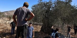 Svjedočanstvo porodice iz Gaze: Izrael je pokušao uništiti njihova stabla maslina, suprostavili se - featured image