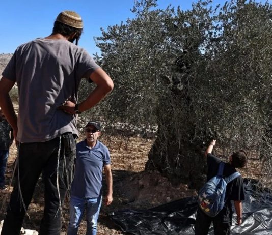 Svjedočanstvo porodice iz Gaze: Izrael je pokušao uništiti njihova stabla maslina, suprostavili se - featured image