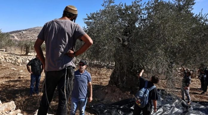 Svjedočanstvo porodice iz Gaze: Izrael je pokušao uništiti njihova stabla maslina, suprostavili se Svjedočanstvo porodice iz Gaze: Izrael je pokušao uništiti njihova stabla maslina, suprostavili se - featured image