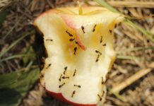 Poštujte pravila o odlaganju otpada: Zašto ne treba bacati otpad od voća i povrća Poštujte pravila o odlaganju otpada: Zašto ne treba bacati otpad od voća i povrća - featured image