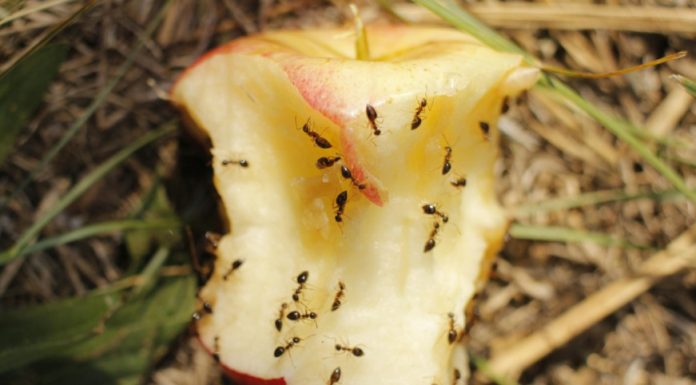 Poštujte pravila o odlaganju otpada: Zašto ne treba bacati otpad od voća i povrća Poštujte pravila o odlaganju otpada: Zašto ne treba bacati otpad od voća i povrća - featured image