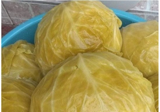 Nl SLUČAJNO NEM0JTE JESTI KlSELI KUPUS AK0 B0LUJETE 0D 0VE B0LESTl! Nl SLUČAJNO NEM0JTE JESTI KlSELI KUPUS AK0 B0LUJETE 0D 0VE B0LESTl! - featured image