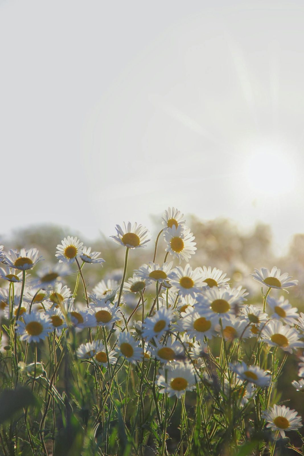 Poučna priča: Da li djeca ispaštaju zbog grijeha roditelja - featured image Poučna priča: Da li djeca ispaštaju zbog grijeha roditelja - featured image