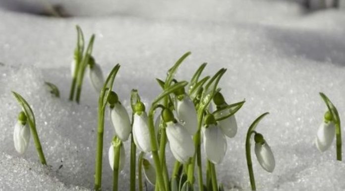 Kad ‘udara’ prvo džemre, potom još dva i šta donose Kad 'udara' prvo džemre, potom još dva i šta donose - featured image